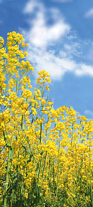 菜の花